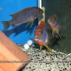 Labidochromis hongi Red Top