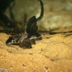 Loricaria simillima