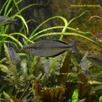 Melanotaenia klasioensis