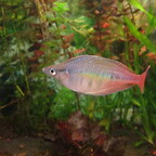 Chilatherina bleheri
