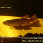 Fundulopanchax walkeri kutunse