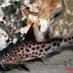 Synodontis multipunctatus
