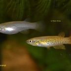 Pachypanchax sakaramyi