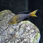 Cyprichromis sp. leptosoma Azuri Kekese