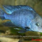 Cyrtocara moorii
