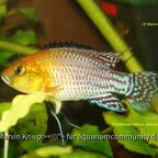 Pseudocrenilabrus nicholsi