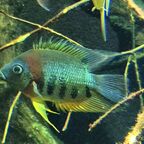Heros efasciatus