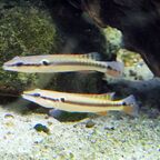 Crenicichla zebrina