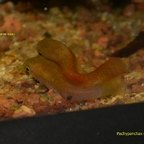 Pachypanchax sakaramyi