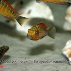 Tropheus Golden Kazumba
