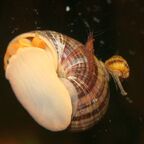 Apfelschnecke mit Garnele und Raubturmdeckelschnecke
