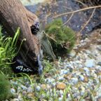 Caridina multidentata