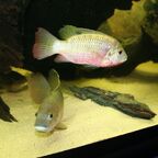 Coptodon sp. / Tilapia sp.
