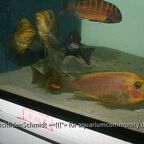 Petrochromis trewavasae WF