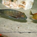 Tropheus moorii Chaitika