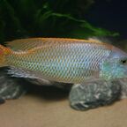 Buccochromis rhoadesii
