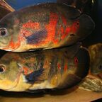 Astronotus ocellatus