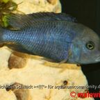 Cyrtocara moorii
