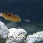Lamprologus occelatus