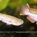 Fundulopanchax gardneri