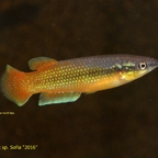 Pachypanchax sp. Sofia "2016", Männchen in Normalfärbung