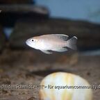 Neolamprologus brevis Bangwe