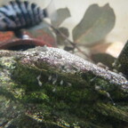 Amatitlania nigrofasciatum mit Jungen