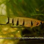 Epiplatys dageti "Monrovia"