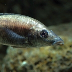 Stomatepia mongo