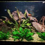 Gesamtansicht 54L Aquarium mit Garnelen und Zwergpanzerwelsen