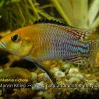 Pseudocrenilabrus nicholsi
