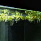 Salvinia minima