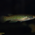 Pachypanchax varatraza​​​ Männchen
