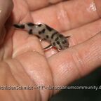 Synodontis sp. polli white