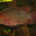 Hypselecara temporalis