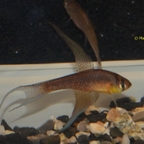 Terranatos dolichopterus