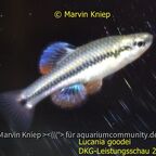 Lucania goodei