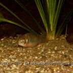 Brochis splendens