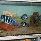 Cyphotiapia giberrosa blue Zaire moba WF