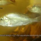 Pyxichromis orthostoma