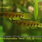 Epiplatys infrafasciatus "Akok" JVC 2013/31
