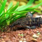Megalechis thoracata