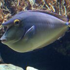 Naso brevirostris