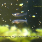 Fundulopanchax walkeri "Abidjan" Jungfisch