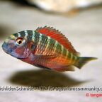 Tropheus moorii moliro