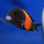 Tropheus moorii "Bemba"