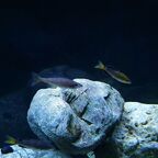 Cyprichromis sp. leptosoma Azuri Kekese