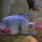 Vieja maculicauda