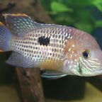 Andinoacara rivulatus