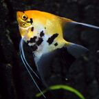 Koi Skalare
